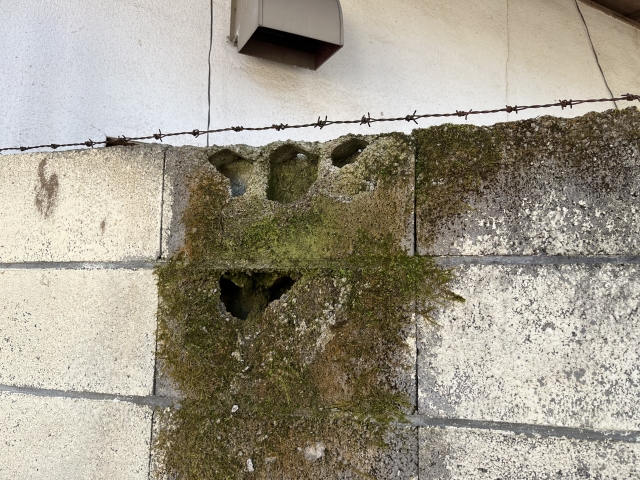 ブロック塀の苔イメージ図